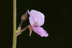 Hairy small-leaf ticktrefoil